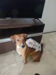 cacau
