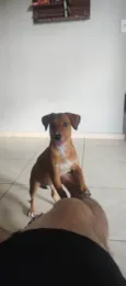 cacau