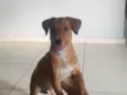 cacau
