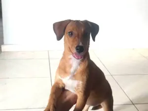 Cachorro raça SRD-ViraLata idade 7 a 11 meses nome cacau