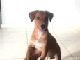 cacau