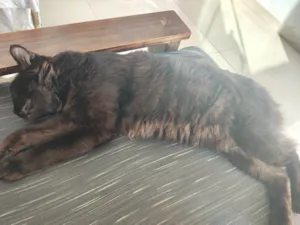 Gato raça SRD-ViraLata idade 2 anos nome Salem 
