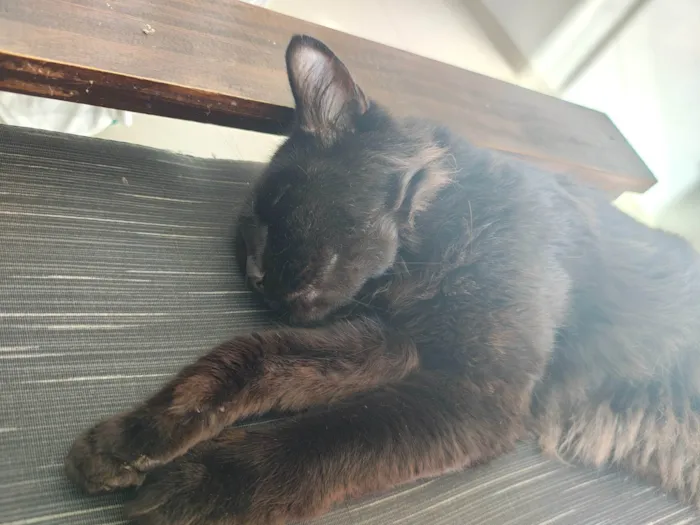 Gato ra a SRD-ViraLata idade 2 anos nome Salem 