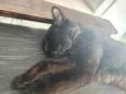 Salem