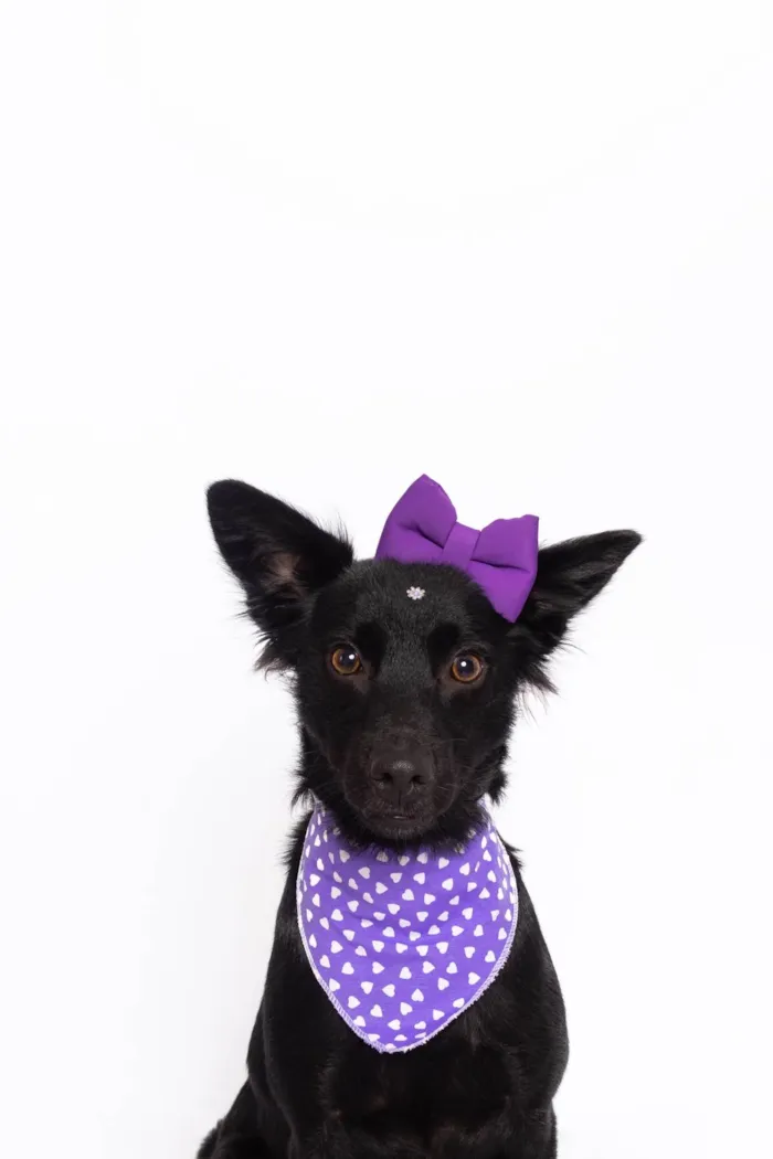 Cachorro ra a SRD-ViraLata idade 1 ano nome Amora