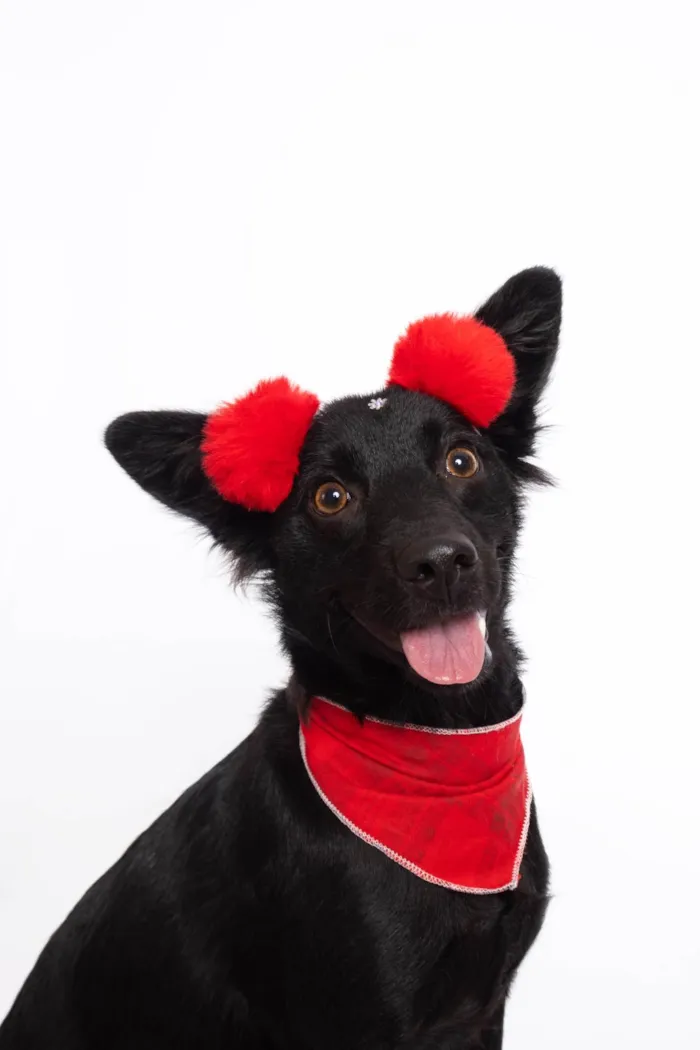 Cachorro ra a SRD-ViraLata idade 1 ano nome Amora
