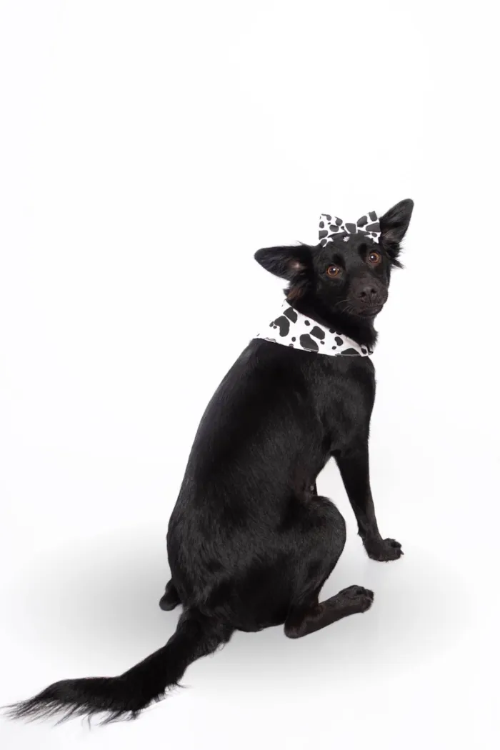 Cachorro ra a SRD-ViraLata idade 1 ano nome Amora