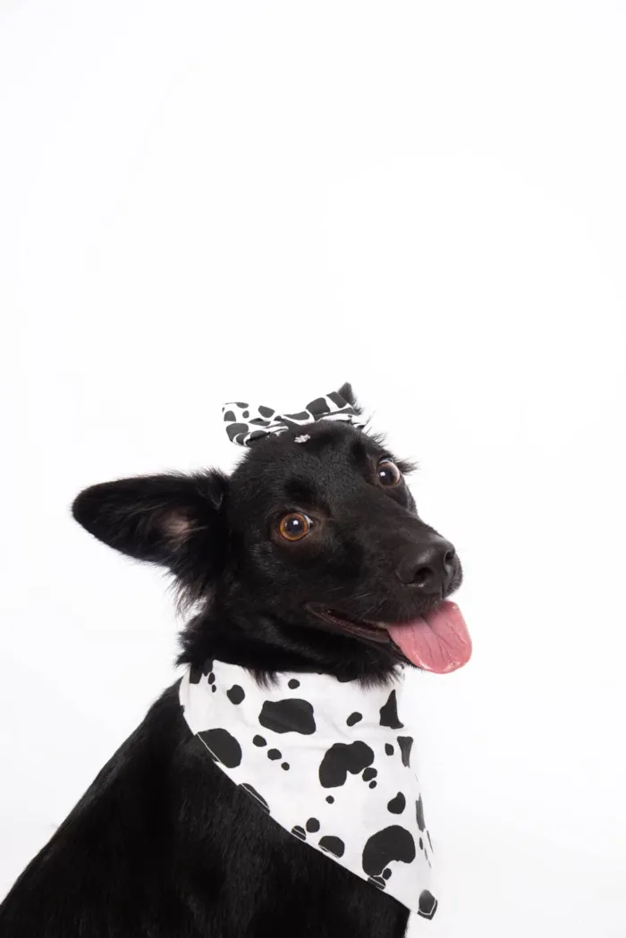 Cachorro ra a SRD-ViraLata idade 1 ano nome Amora