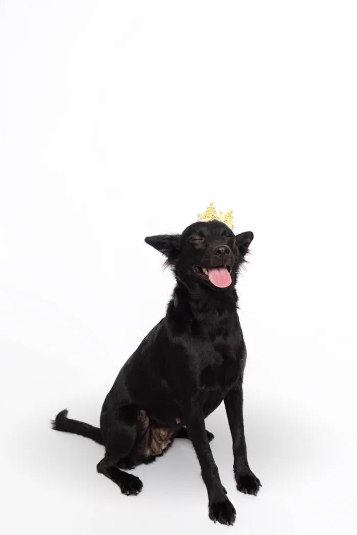 Cachorro ra a SRD-ViraLata idade 1 ano nome Amora