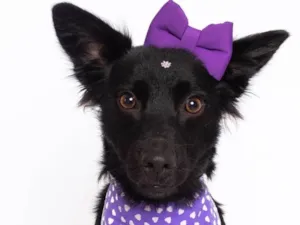 Cachorro raça SRD-ViraLata idade 1 ano nome Amora