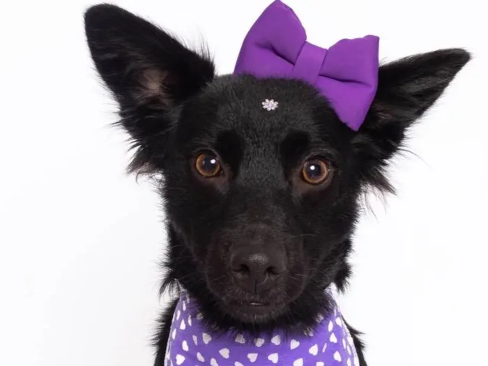 Cachorro ra a SRD-ViraLata idade 1 ano nome Amora