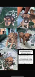 vários cachorrinhos( 2 machos e 3 fêmeas) 