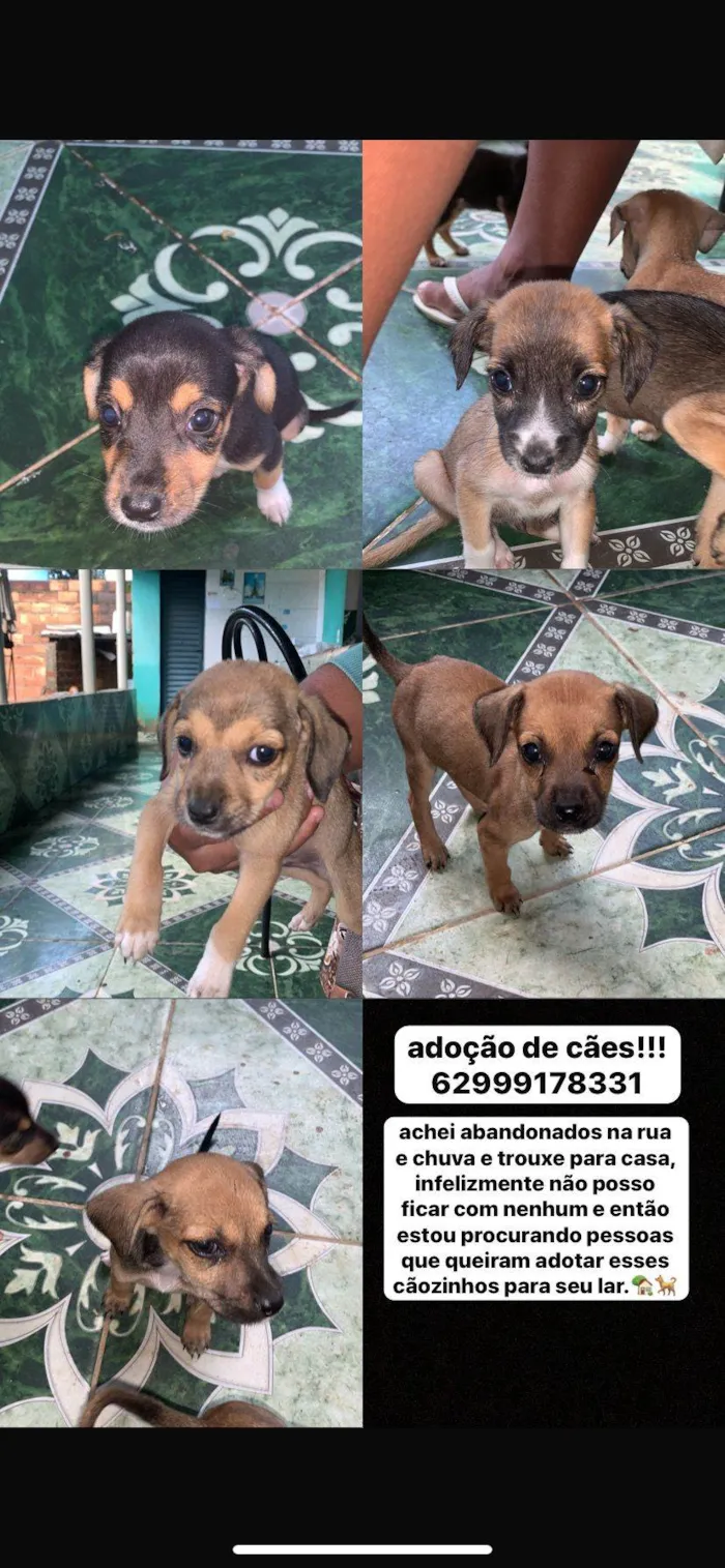 Cachorro ra a SRD-ViraLata idade Abaixo de 2 meses nome vários cachorrinhos( 2 machos e 3 fêmeas) 