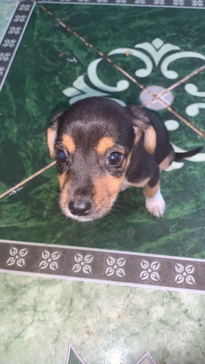 Cachorro ra a SRD-ViraLata idade Abaixo de 2 meses nome vários cachorrinhos( 2 machos e 3 fêmeas) 