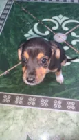 vários cachorrinhos( 2 machos e 3 fêmeas)