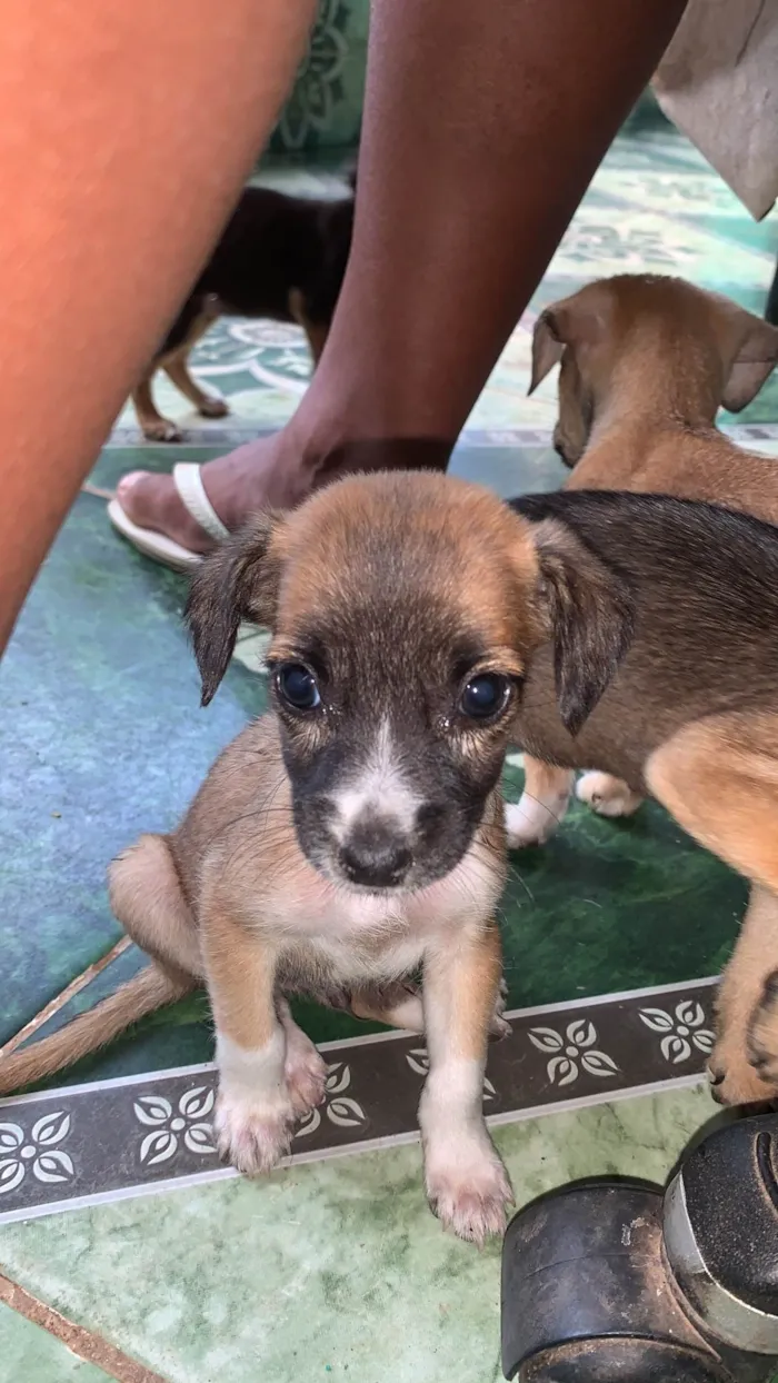 Cachorro ra a SRD-ViraLata idade Abaixo de 2 meses nome vários cachorrinhos( 2 machos e 3 fêmeas) 