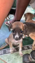vários cachorrinhos( 2 machos e 3 fêmeas)