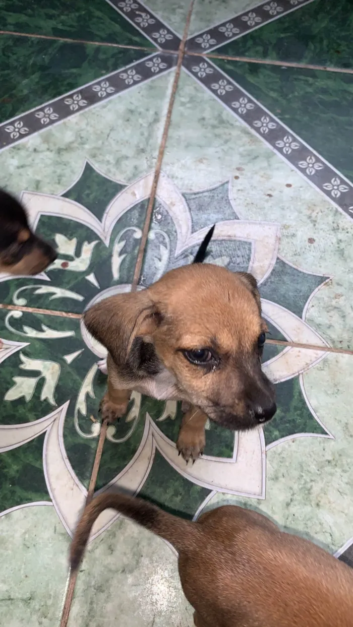 Cachorro ra a SRD-ViraLata idade Abaixo de 2 meses nome vários cachorrinhos( 2 machos e 3 fêmeas) 