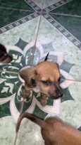 vários cachorrinhos( 2 machos e 3 fêmeas)