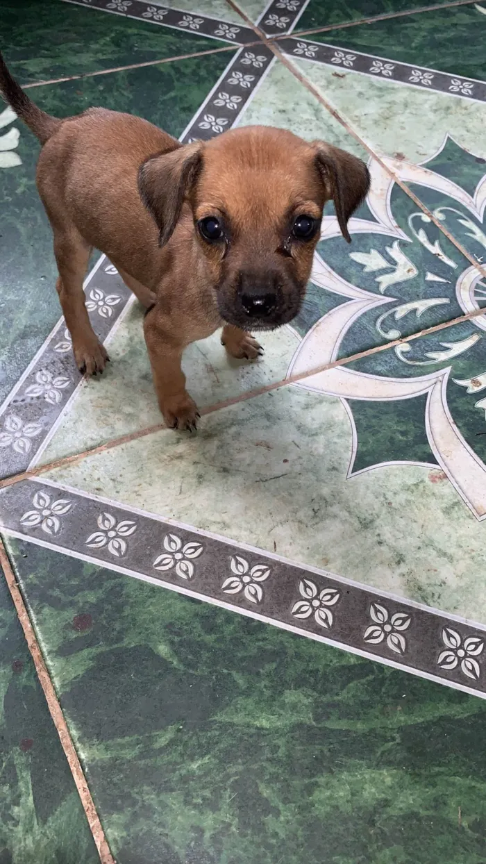 Cachorro ra a SRD-ViraLata idade Abaixo de 2 meses nome vários cachorrinhos( 2 machos e 3 fêmeas) 