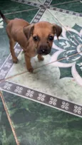 vários cachorrinhos( 2 machos e 3 fêmeas)