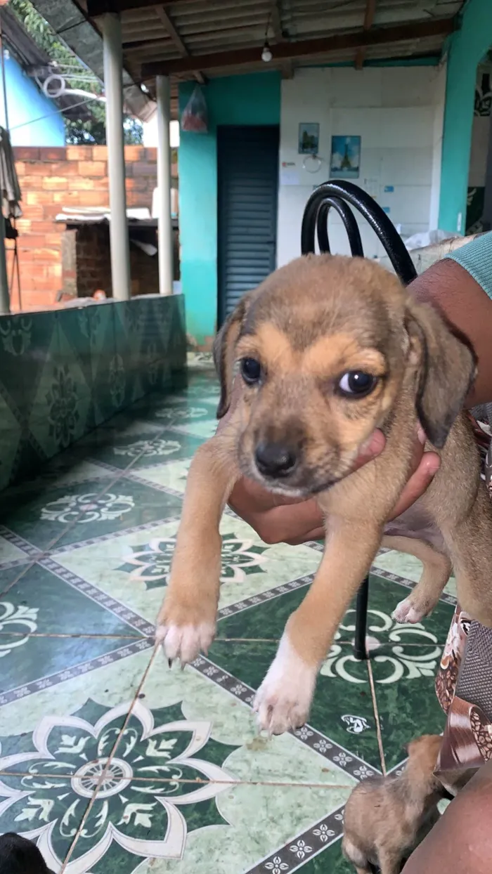 Cachorro ra a SRD-ViraLata idade Abaixo de 2 meses nome vários cachorrinhos( 2 machos e 3 fêmeas) 