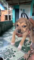 vários cachorrinhos( 2 machos e 3 fêmeas)