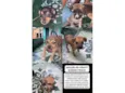 vários cachorrinhos( 2 machos e 3 fêmeas) 