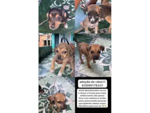 Cachorro raça SRD-ViraLata idade Abaixo de 2 meses nome vários cachorrinhos( 2 machos e 3 fêmeas) 