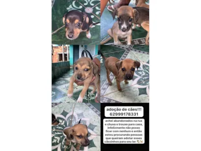 Cachorro raça SRD-ViraLata idade Abaixo de 2 meses nome vários cachorrinhos( 2 machos e 3 fêmeas) 