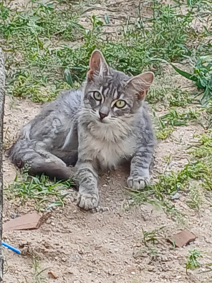 Gato ra a SRD-ViraLata idade 2 a 6 meses nome Sem nome