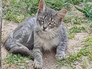 Gato raça SRD-ViraLata idade 2 a 6 meses nome Sem nome