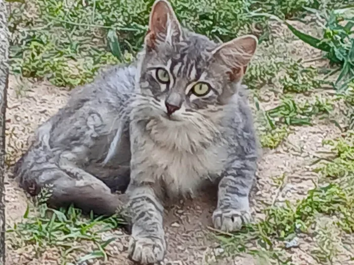 Gato ra a SRD-ViraLata idade 2 a 6 meses nome Sem nome