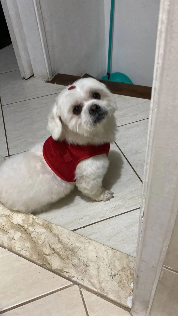 Cachorro ra a Shitzu idade 3 anos nome Bolt