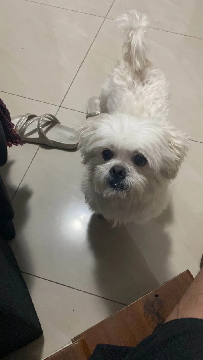 Cachorro ra a Shitzu idade 3 anos nome Bolt