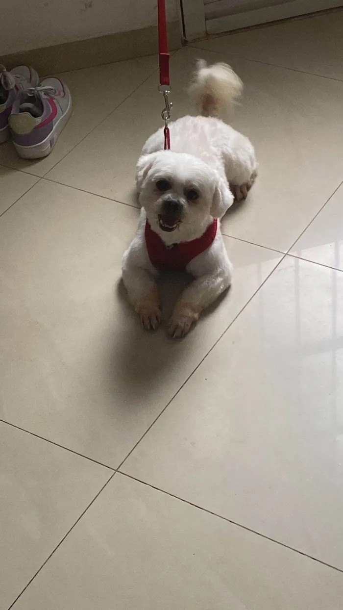 Cachorro ra a Shitzu idade 3 anos nome Bolt