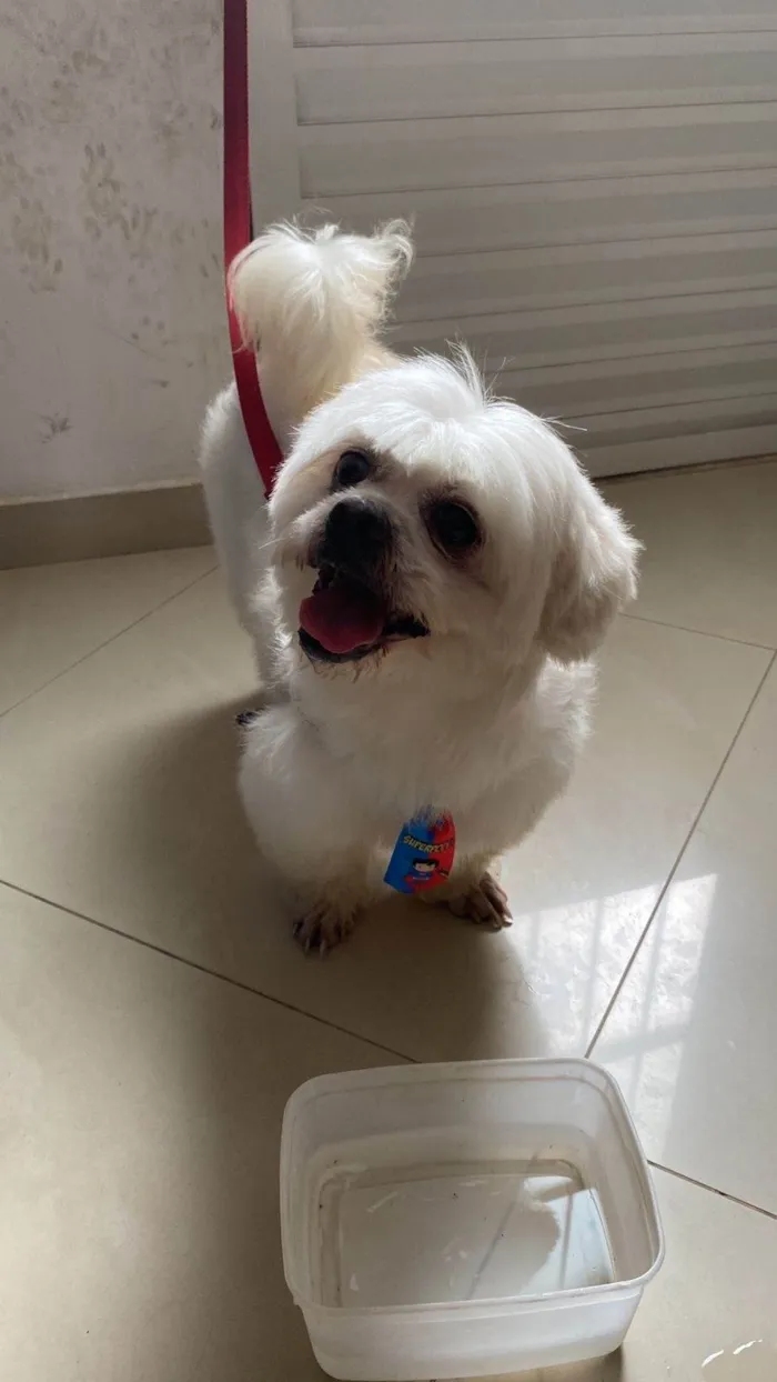 Cachorro ra a Shitzu idade 3 anos nome Bolt
