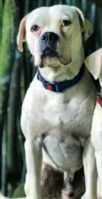 Bocão