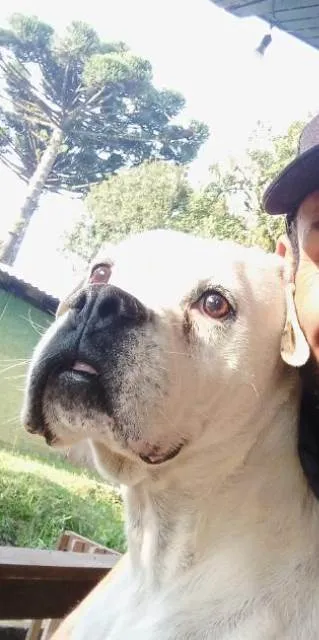 Cachorro ra a Boxer idade 6 ou mais anos nome Bocão