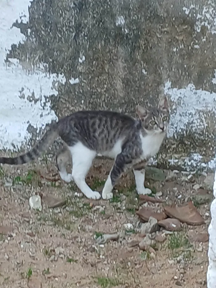 Gato ra a SRD-ViraLata idade 2 a 6 meses nome Sem nome 