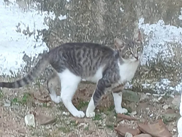Gato ra a SRD-ViraLata idade 2 a 6 meses nome Sem nome 