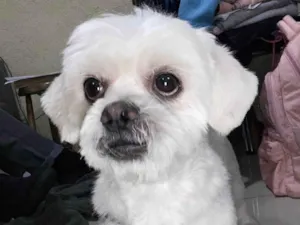 Cachorro raça Shitzu idade 3 anos nome Bolt