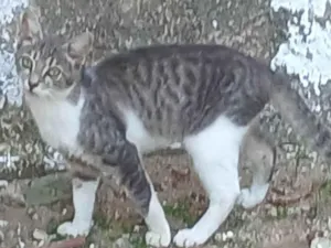 Gato raça SRD-ViraLata idade 2 a 6 meses nome Sem nome 