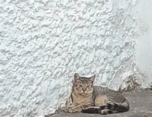 Gato raça SRD-ViraLata idade 2 a 6 meses nome Não tem nome