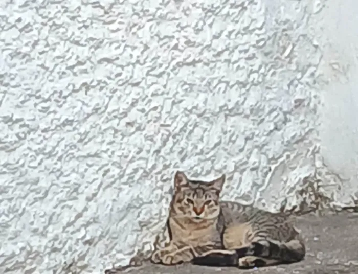 Gato ra a SRD-ViraLata idade 2 a 6 meses nome Não tem nome