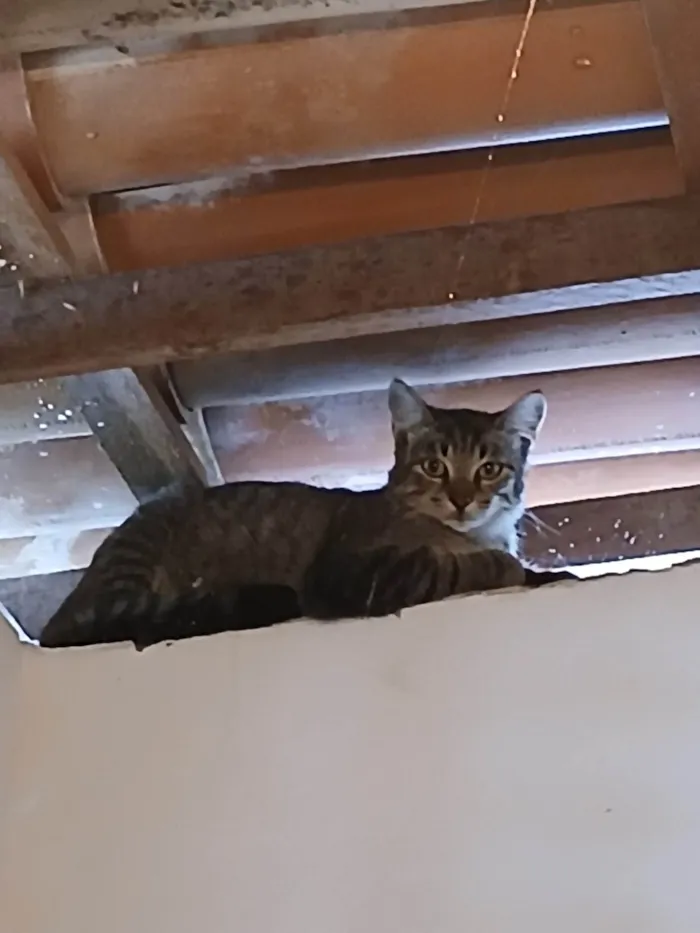 Gato ra a SRD-ViraLata idade 2 a 6 meses nome Sem nome