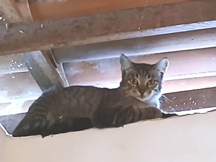 Gato ra a SRD-ViraLata idade 2 a 6 meses nome Sem nome