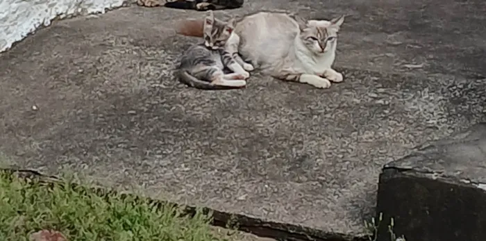 Gato ra a SRD-ViraLata idade 2 anos nome Sem nome
