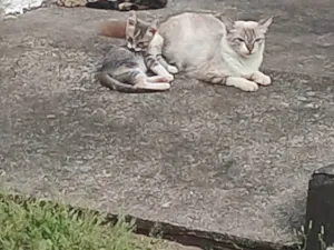 Gato raça SRD-ViraLata idade 2 anos nome Sem nome