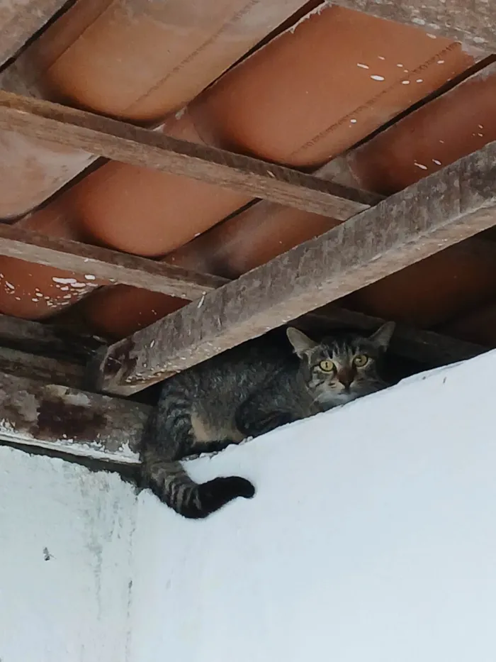 Gato ra a SRD-ViraLata idade 2 a 6 meses nome Sem nome